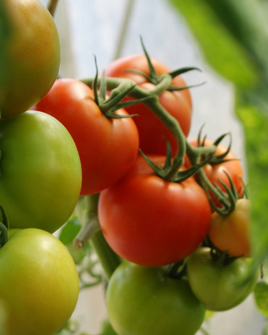 Grosse tomate au boeuf