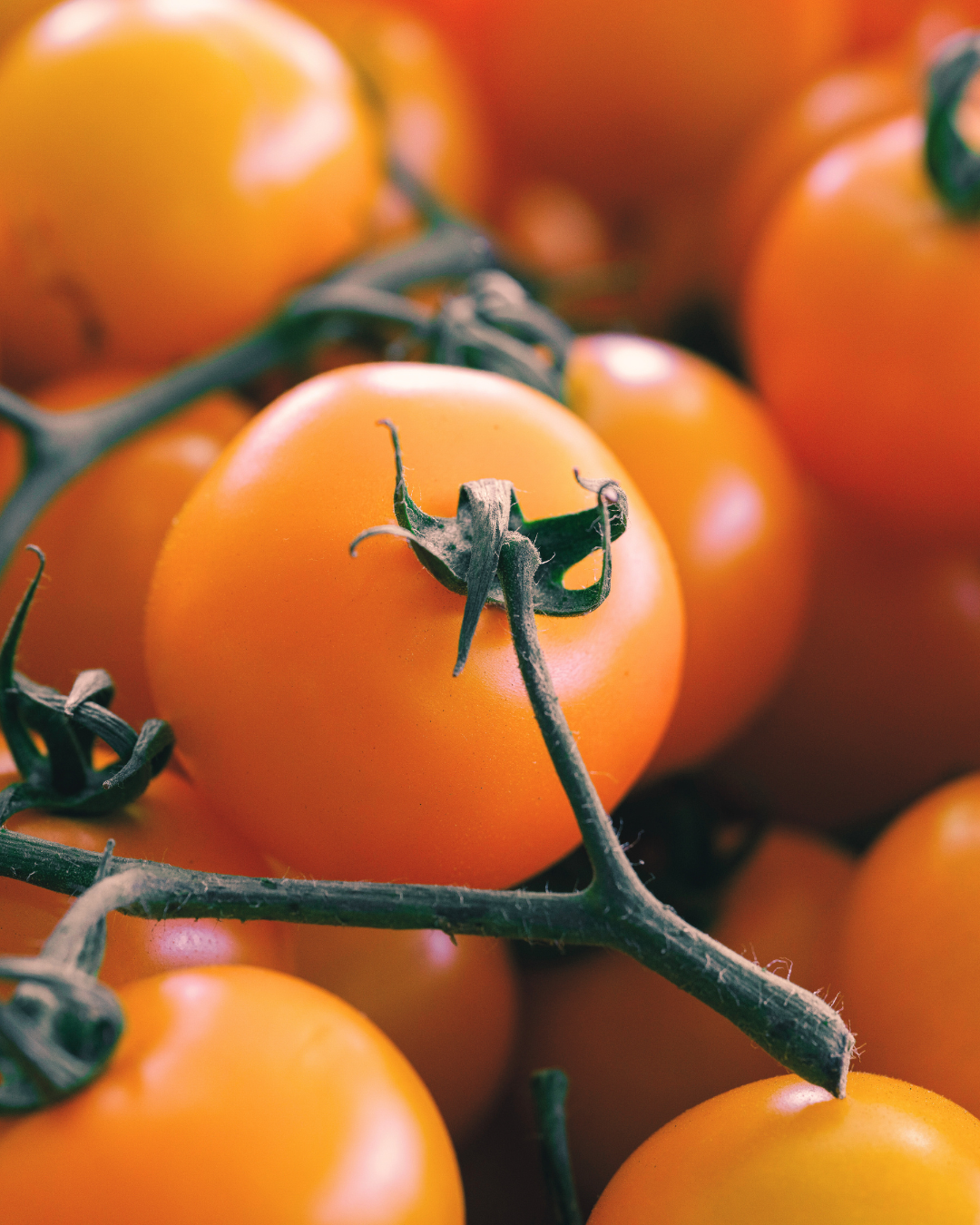 Tomate cerise orange Sun Gold