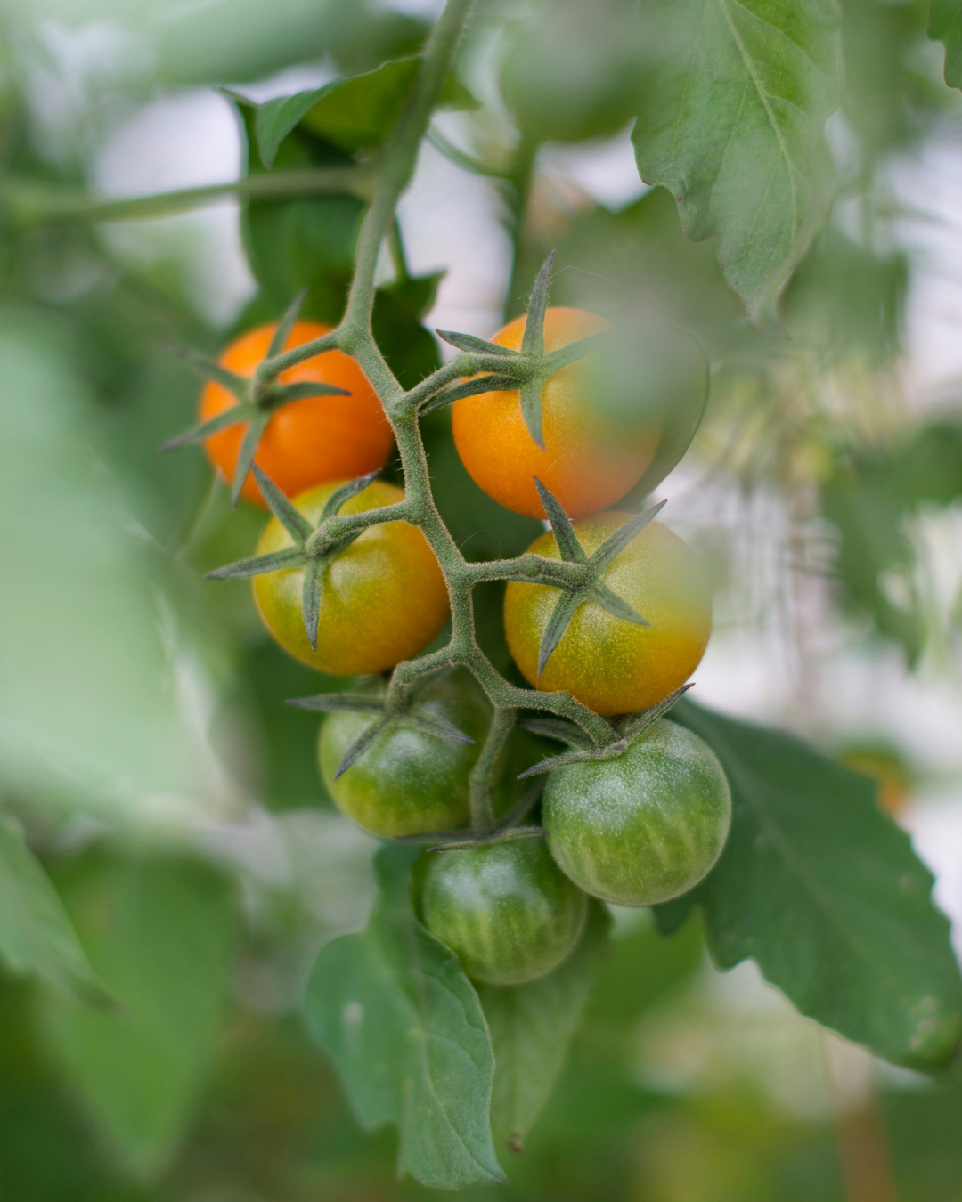 Tomate cerise orange Sun Gold