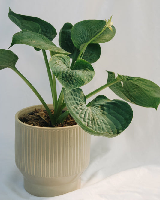 Abiqua Drinking Gourd Plantain Lily