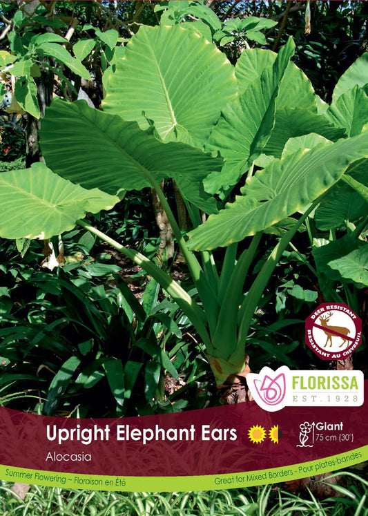 Alocasia Upright Elephant Ears