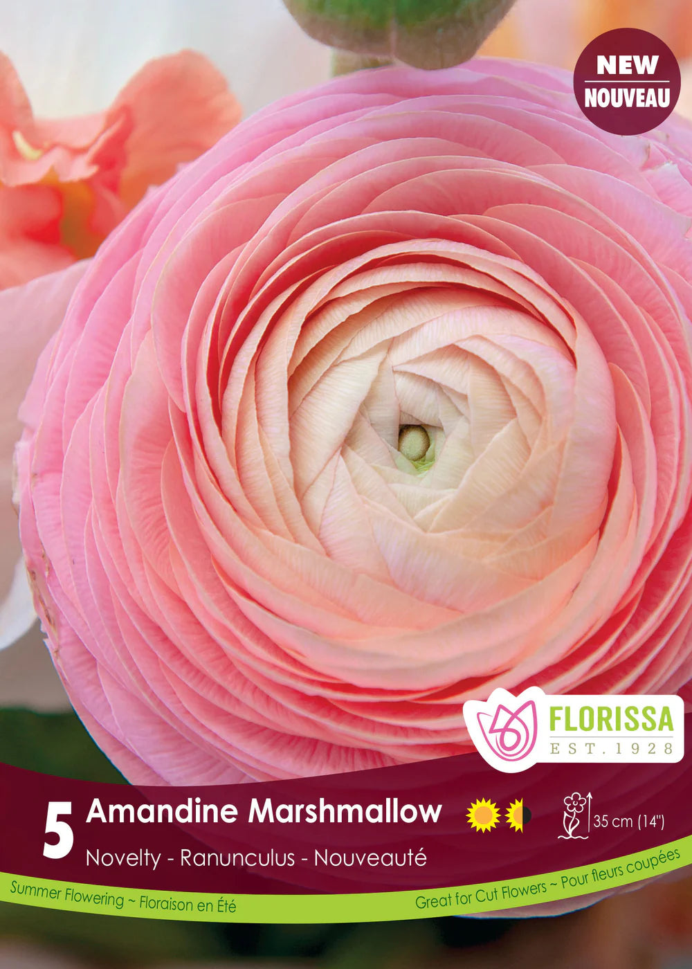 Amandine Marshmallow Ranunculus