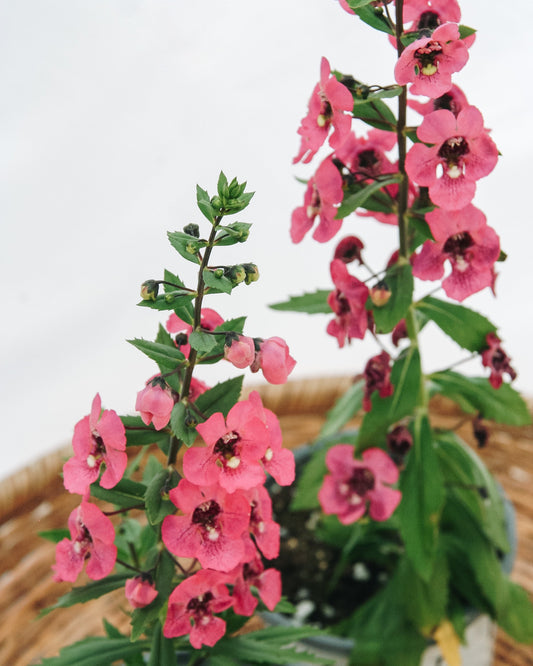 Angelonia Angelface Perfectly Pink