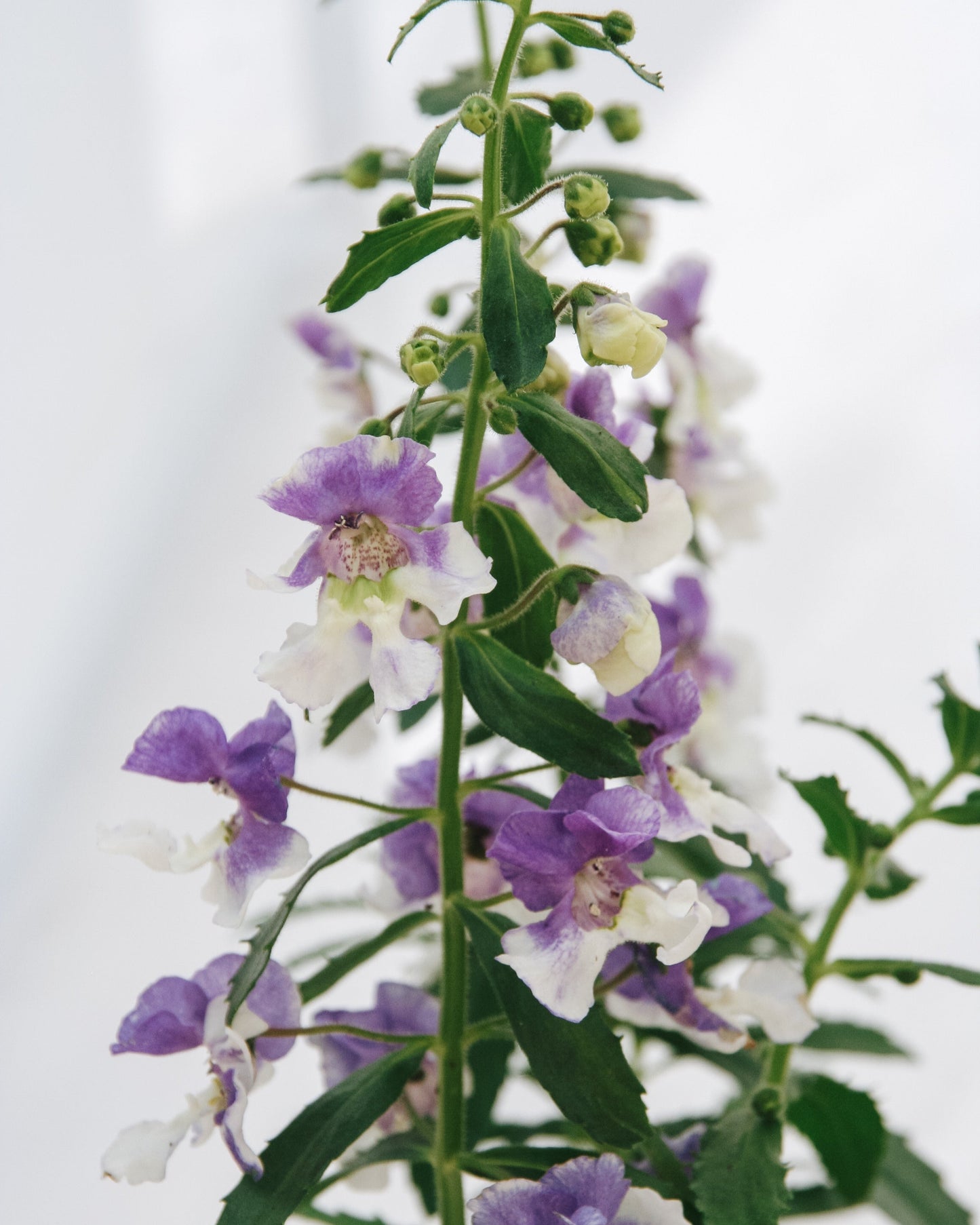 Angelonia Angelface Wedgewood Bleu