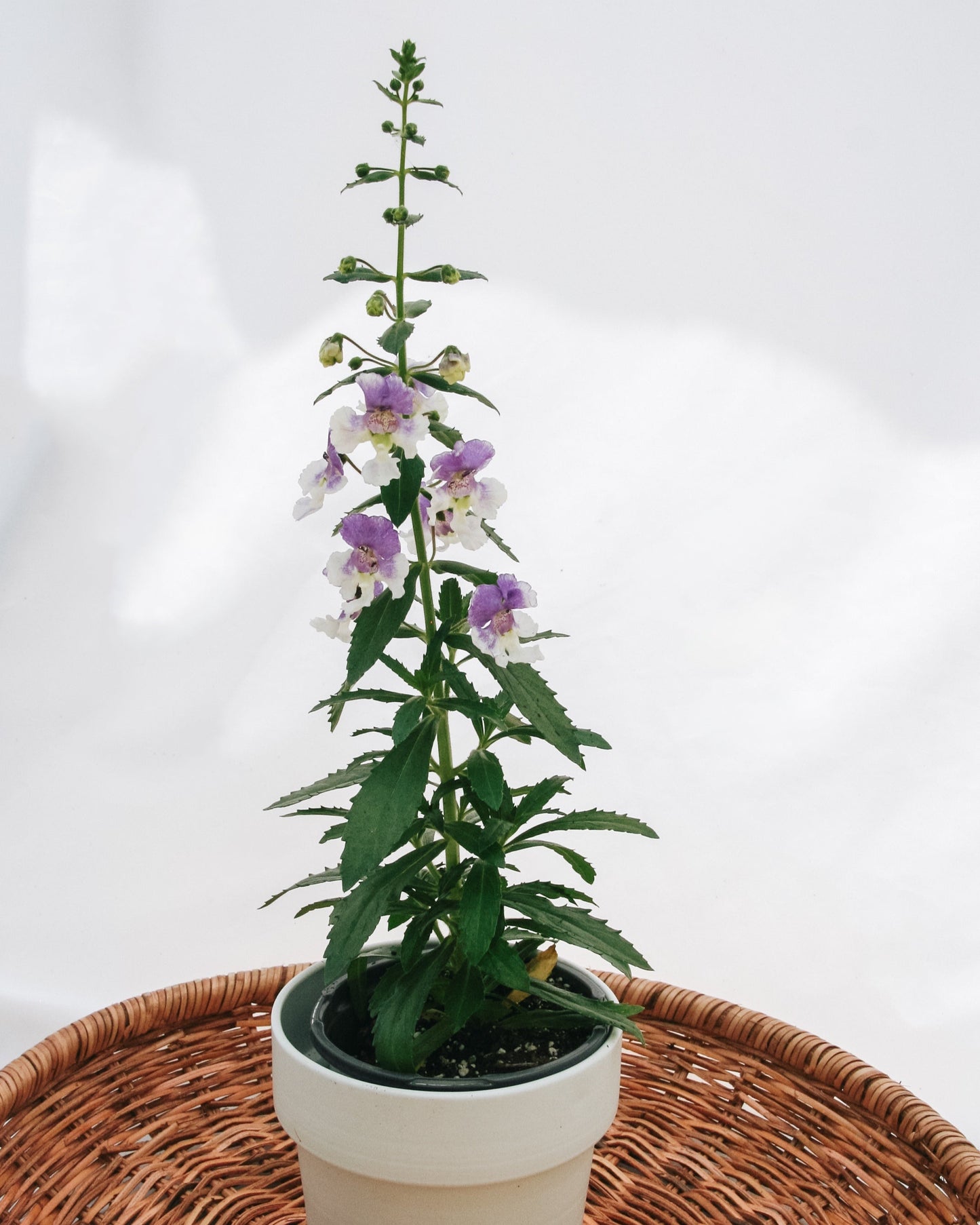 Angelonia Angelface Wedgewood Bleu