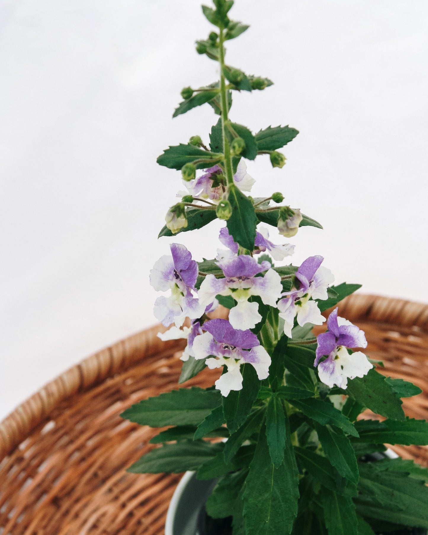 Angelonia Angelface Wedgewood Bleu
