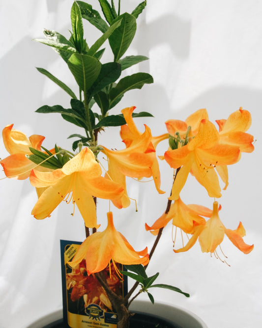 Arneson Gem Azalea