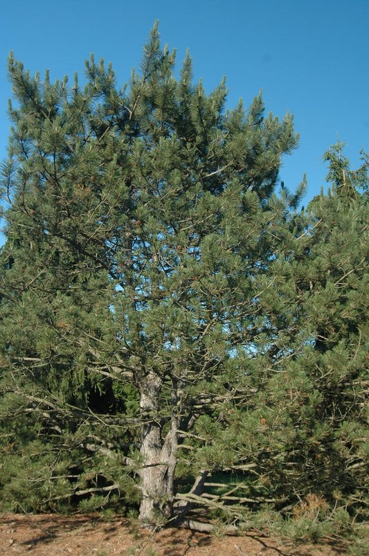 Austrian Pine