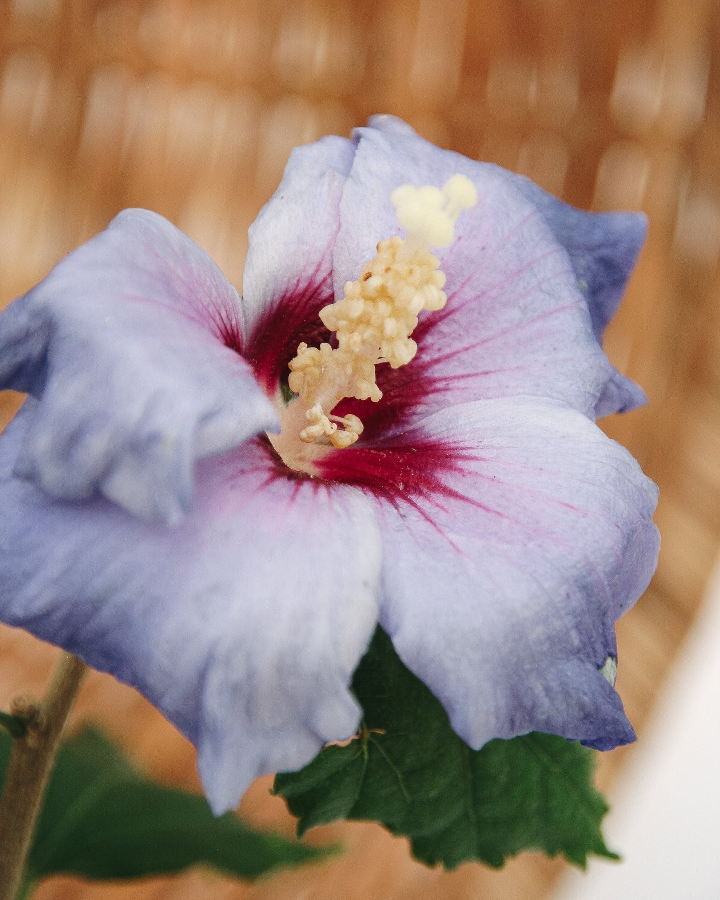 Rose de Sharon en satin bleu Azurri