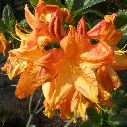 Arneson Gem Azalea 2 Gallon / 1 Plant