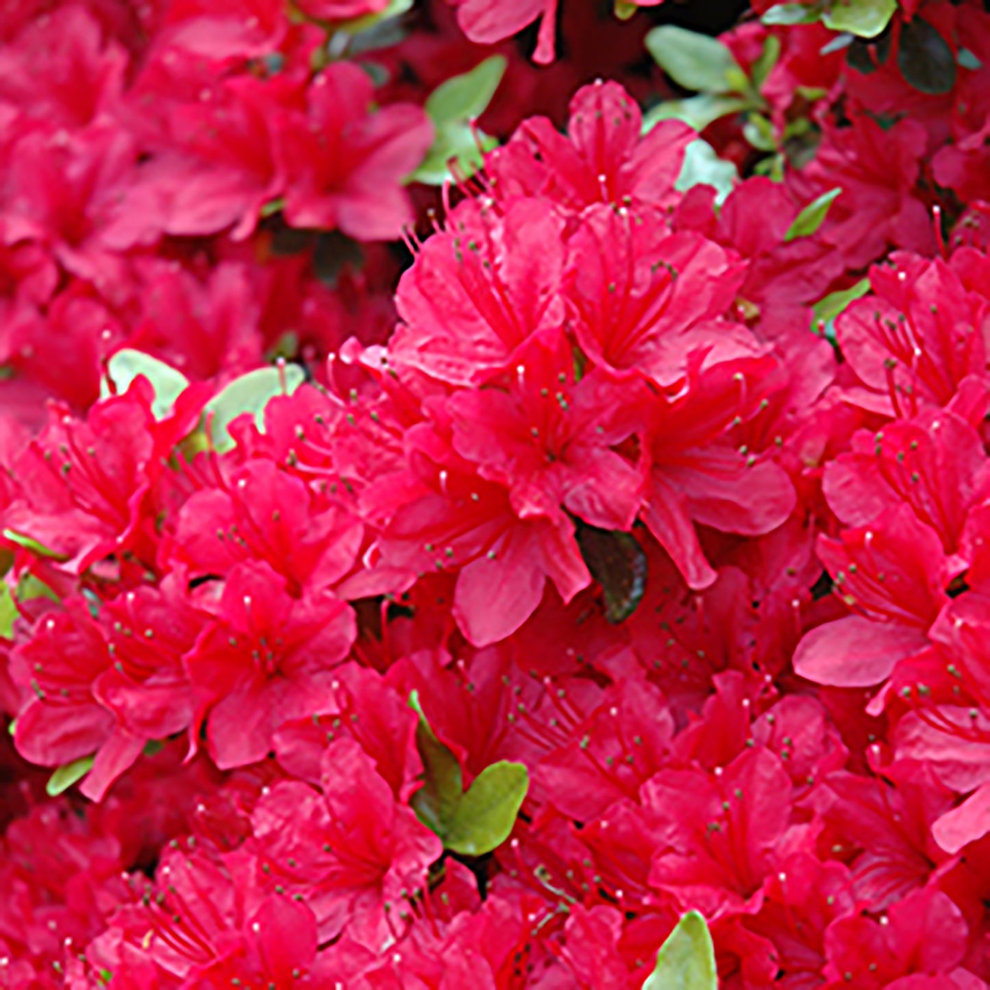 Hino Crimson Azalea