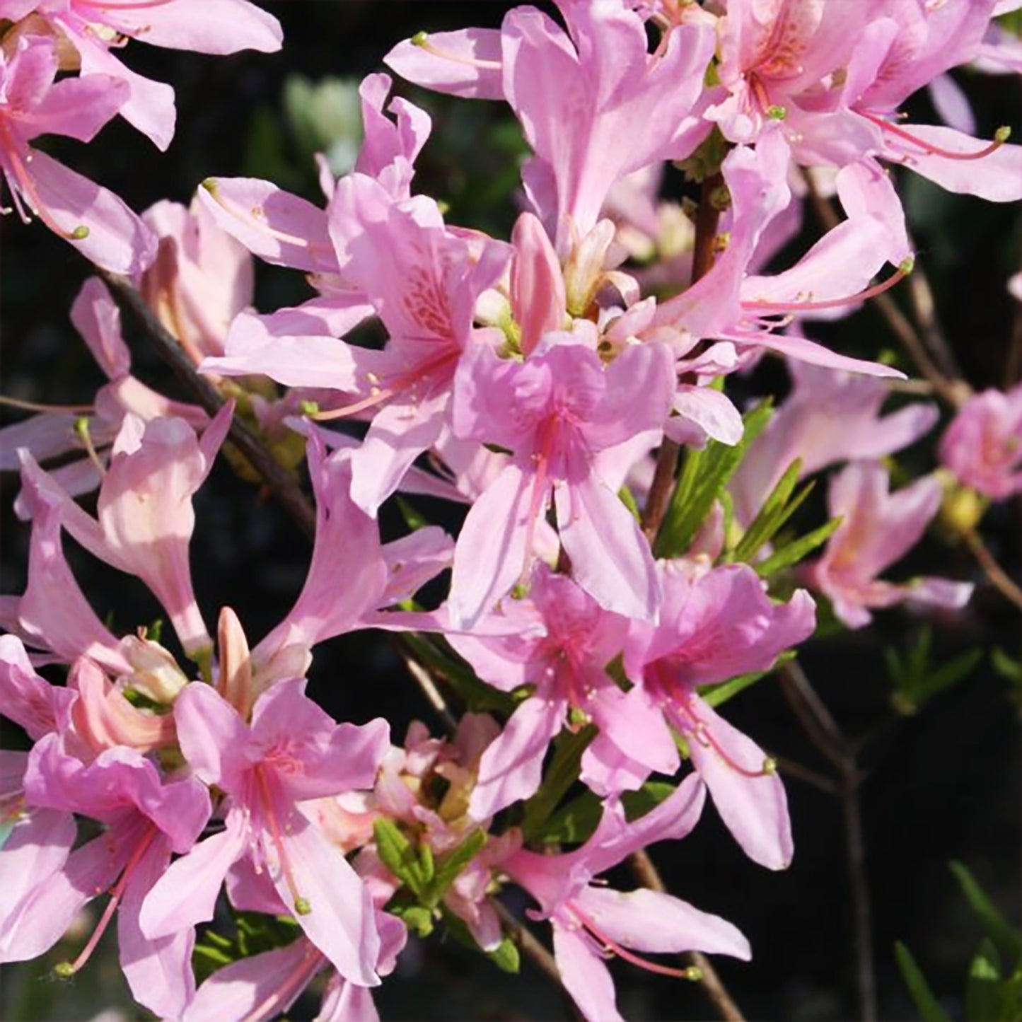 Western Lights Azalea