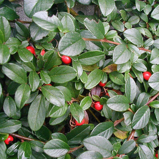 Bearberry Cotoneaster