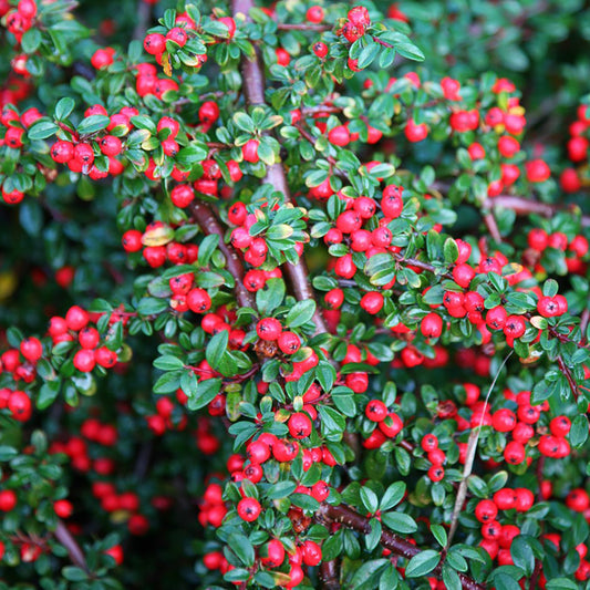 Coral Beauty Cotoneaster