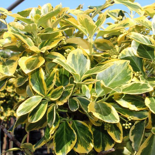 Country Gold Euonymus 2 Gallon / 1 Plant