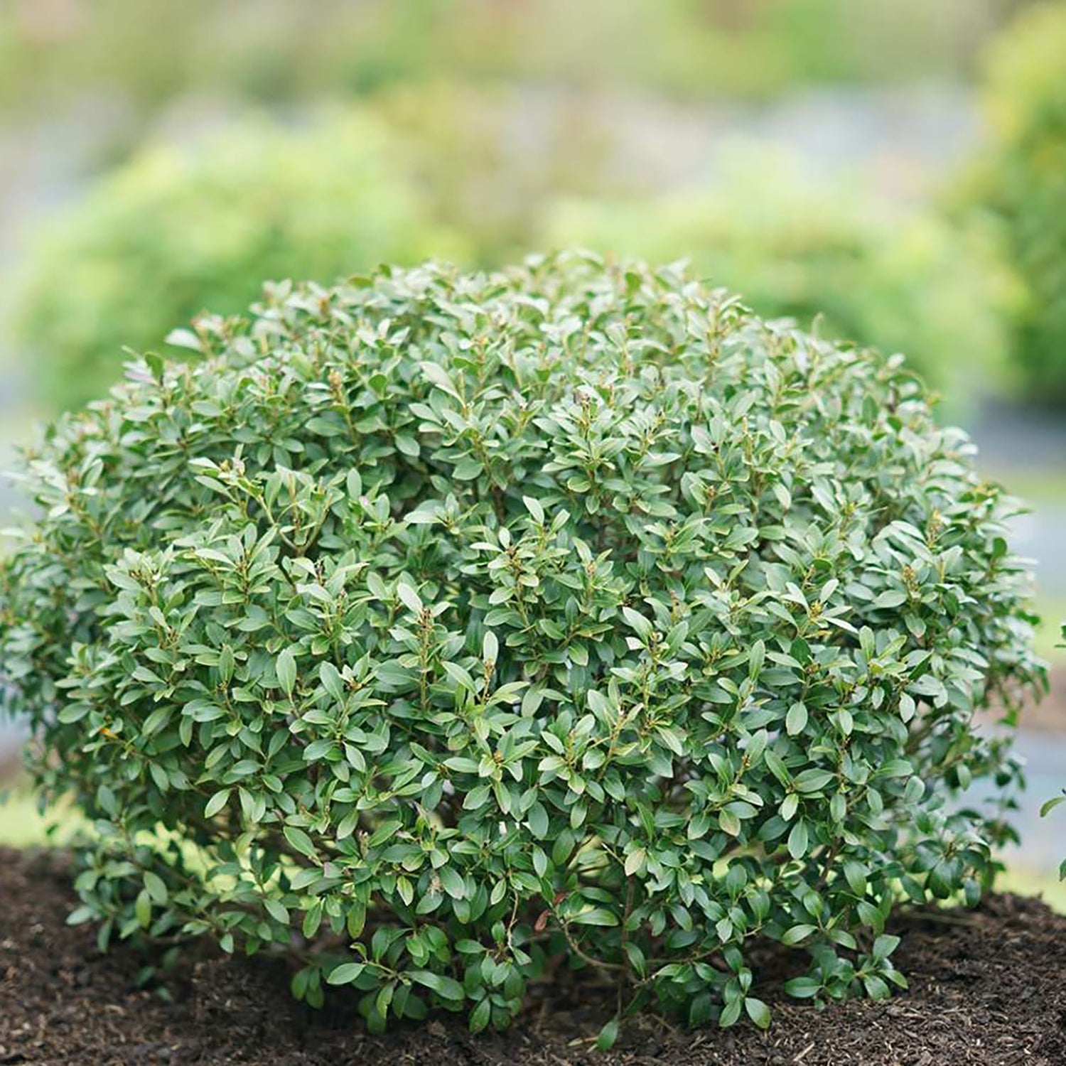 Coffre-fort Inkberry Holly