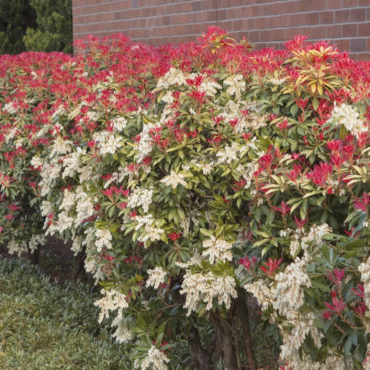 Mountain Fire Japanese Pieris