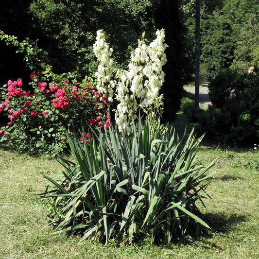 Yucca à aiguille d'Adam