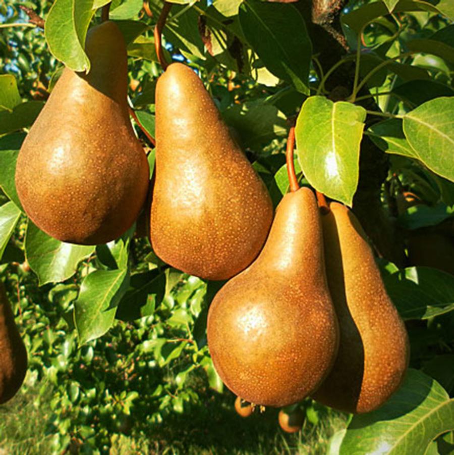 Bosc Pear