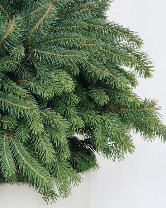 Baby Blue-Spruce