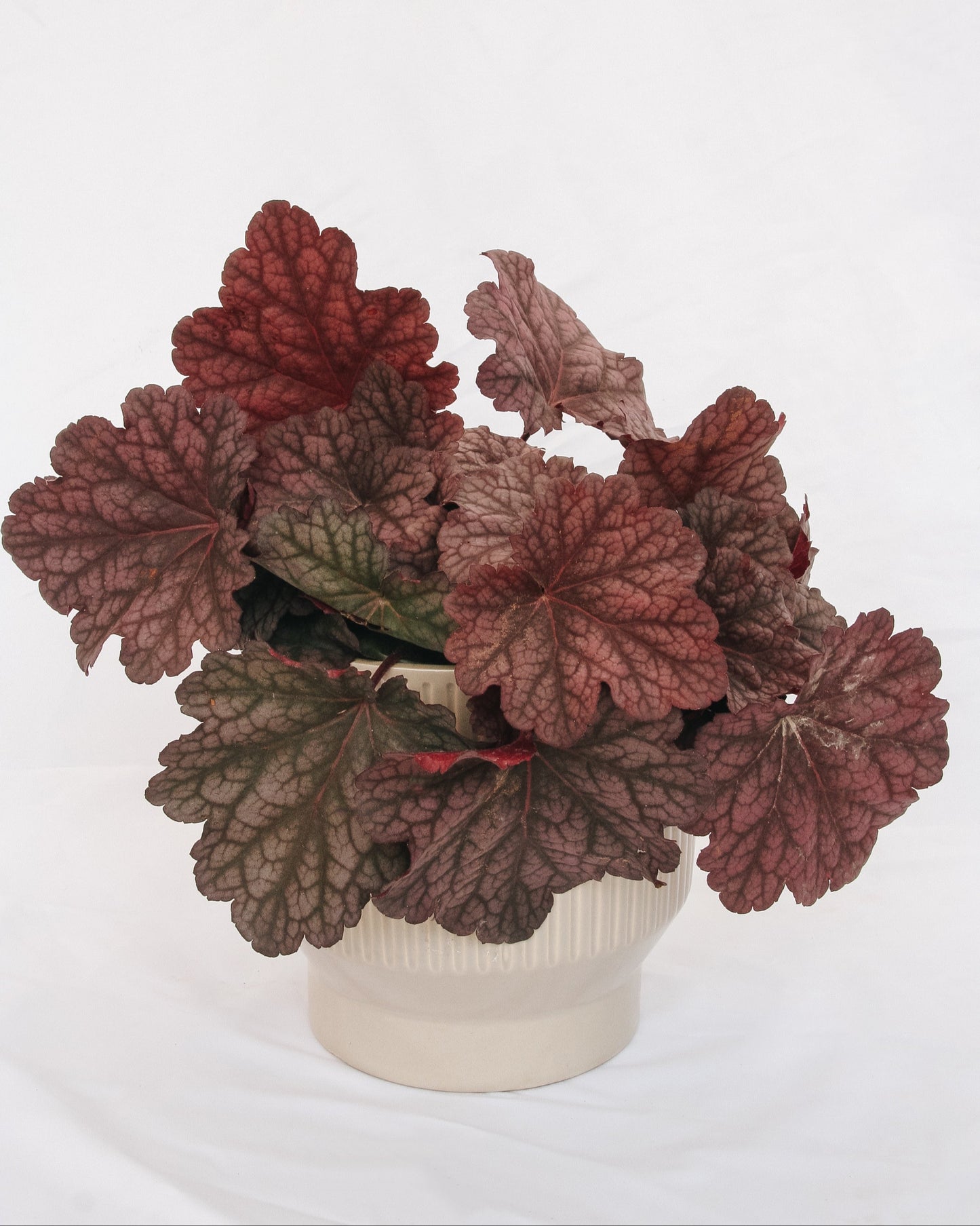 Berry Smoothie Coral Bells