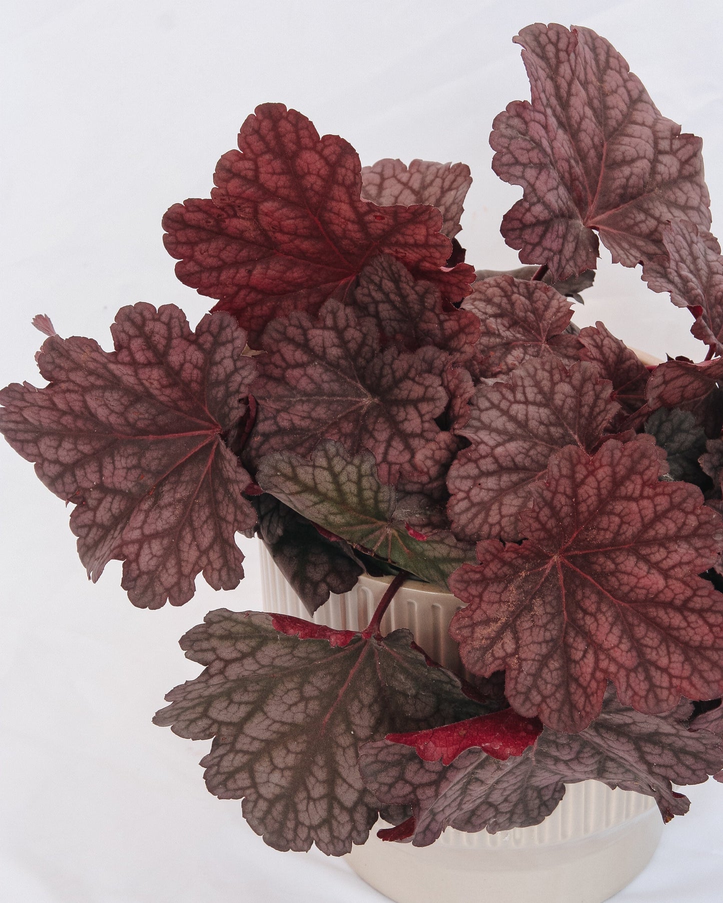 Berry Smoothie Coral Bells