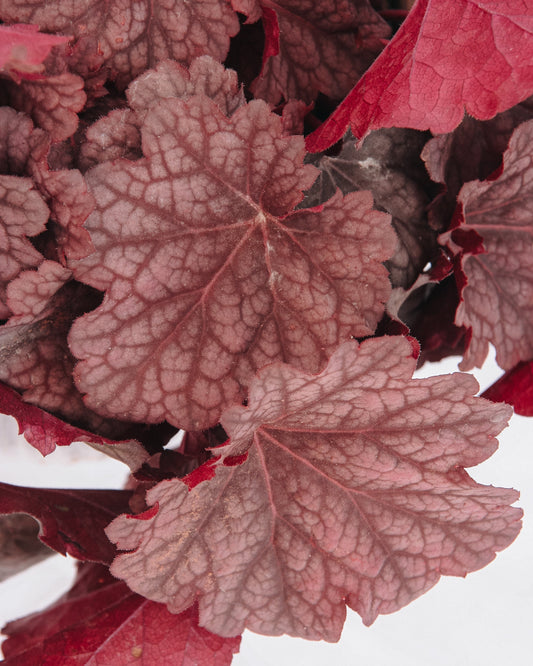 Berry Smoothie Coral Bells