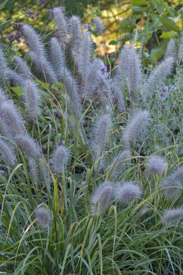Black Fountain Grass