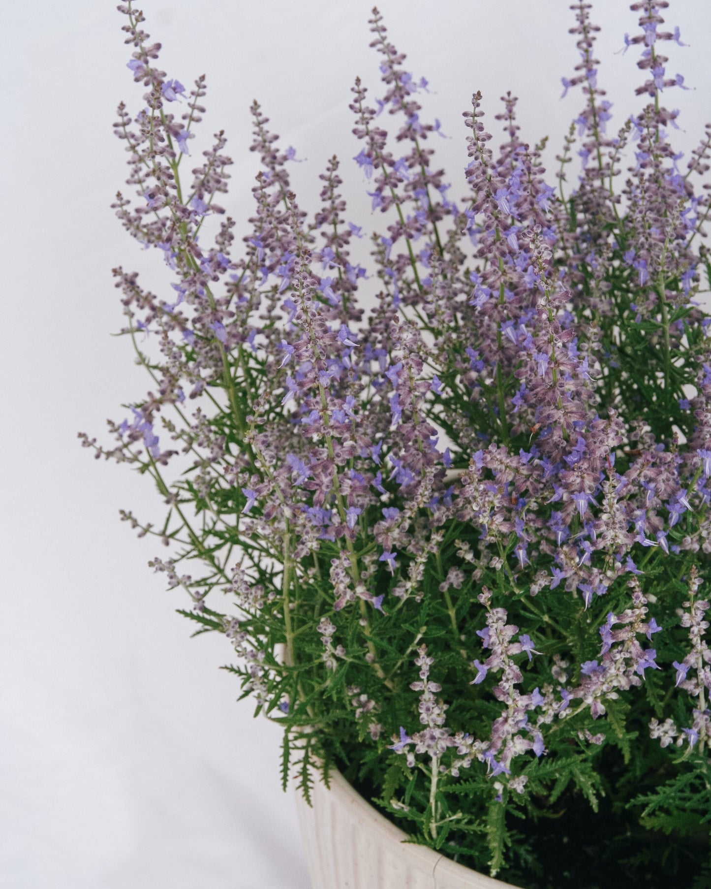 Blue Jean Baby Russian Sage