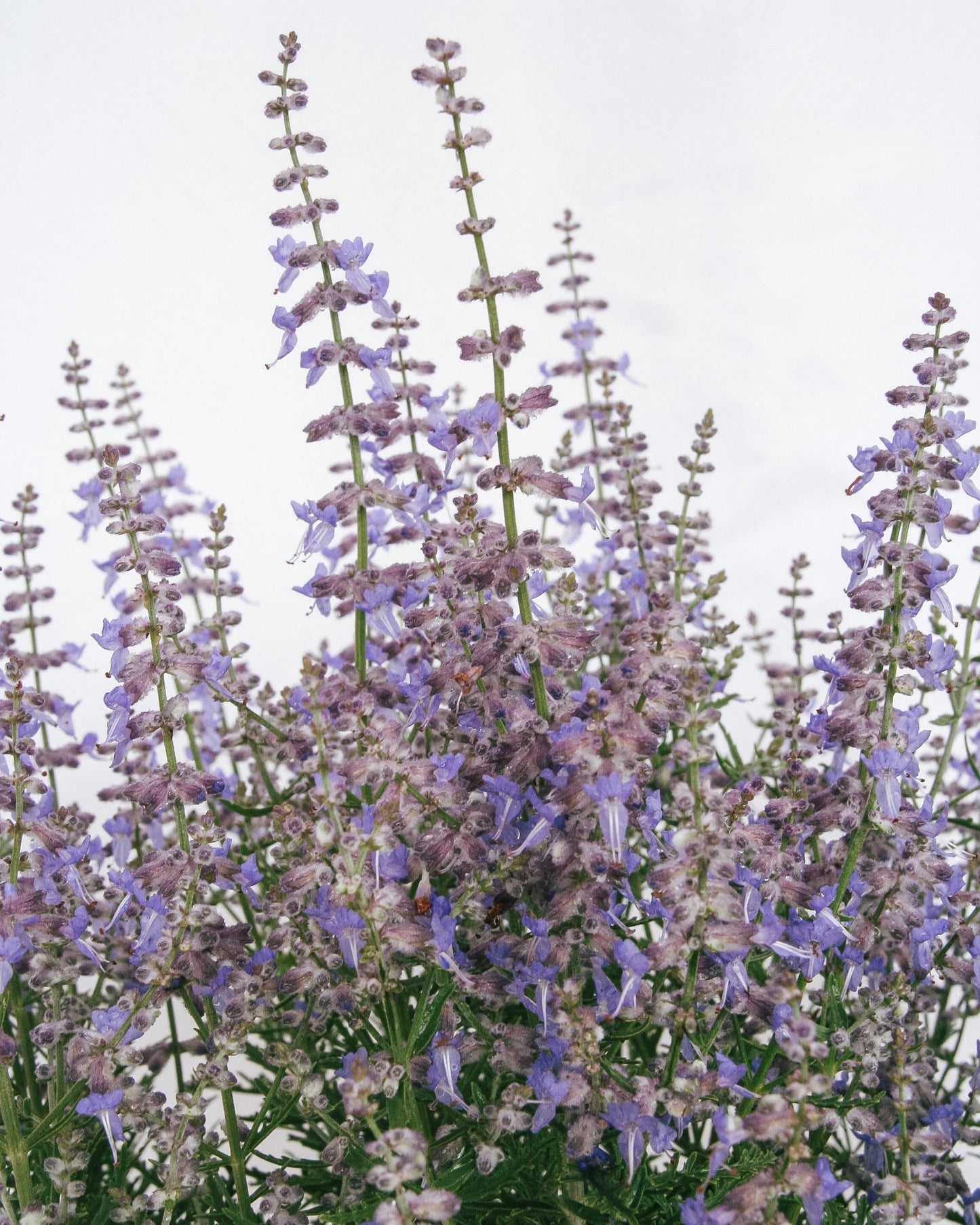 Blue Jean Baby Russian Sage