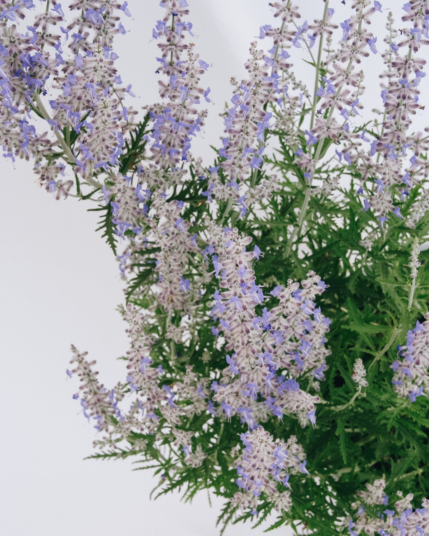 Blue Jean Baby Russian Sage