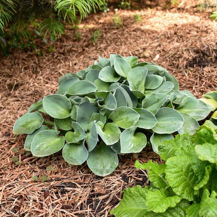 Blue Mouse Ears Hosta