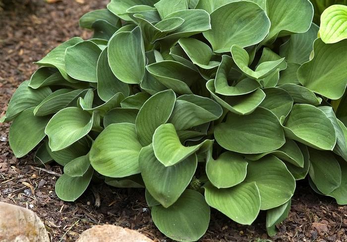 Blue Mouse Ears Hosta