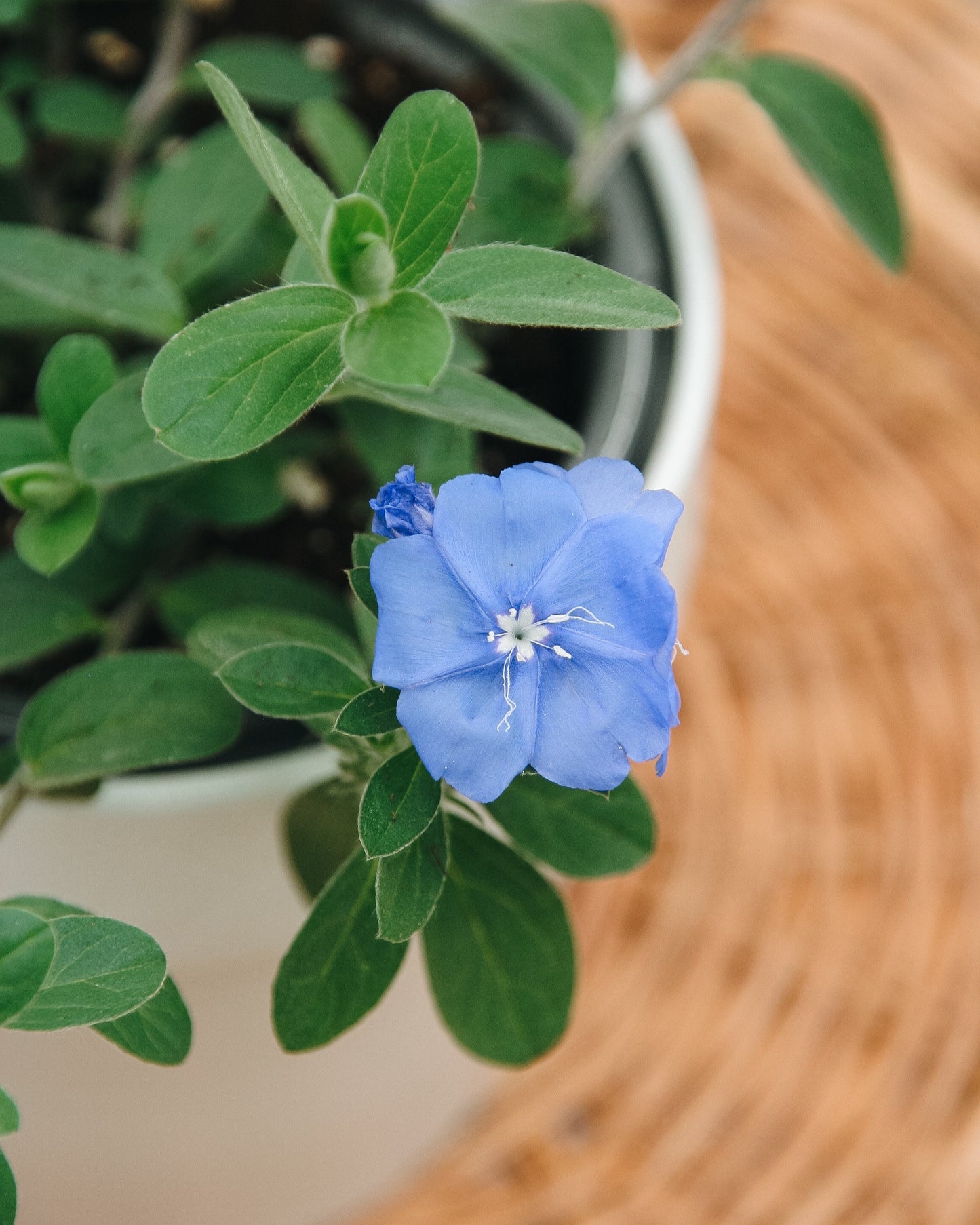 Evolvulus Bleu Mon Esprit