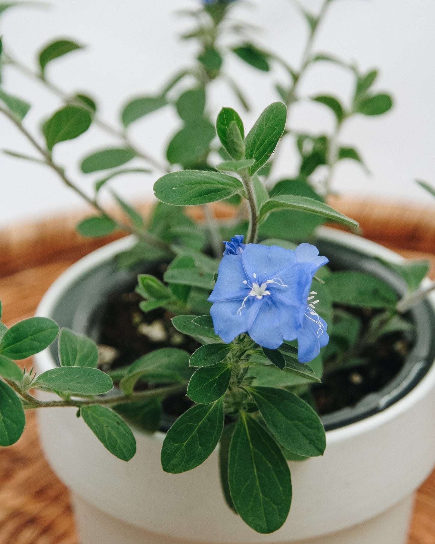 Evolvulus Bleu Mon Esprit
