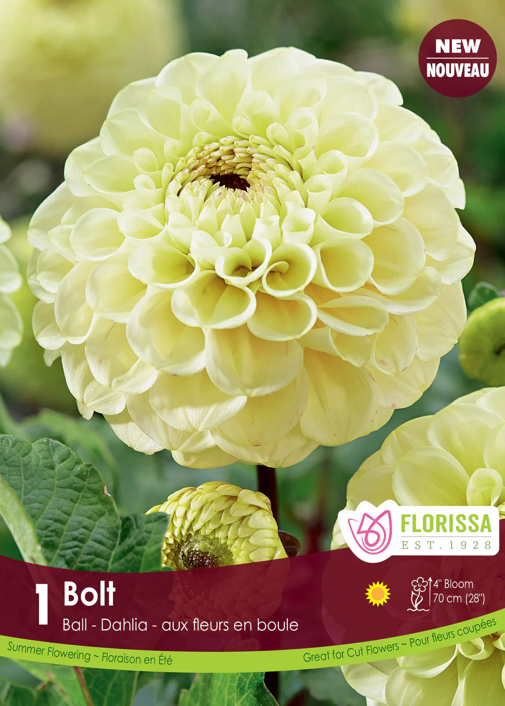 Bolt Ball Dahlia