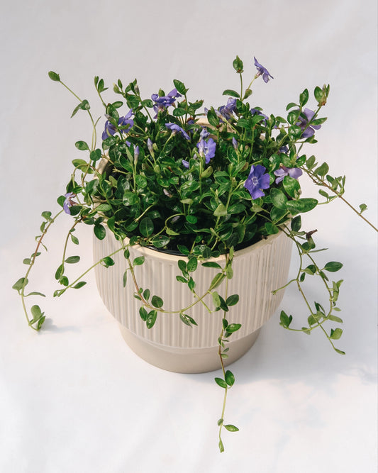 Bowles Periwinkle