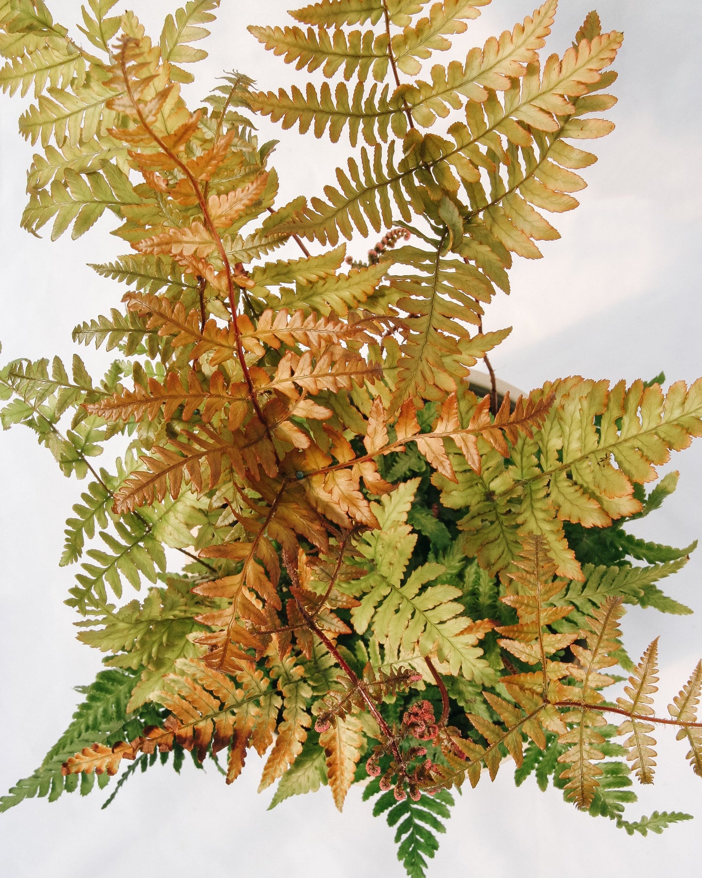 Brilliance Autumn Fern