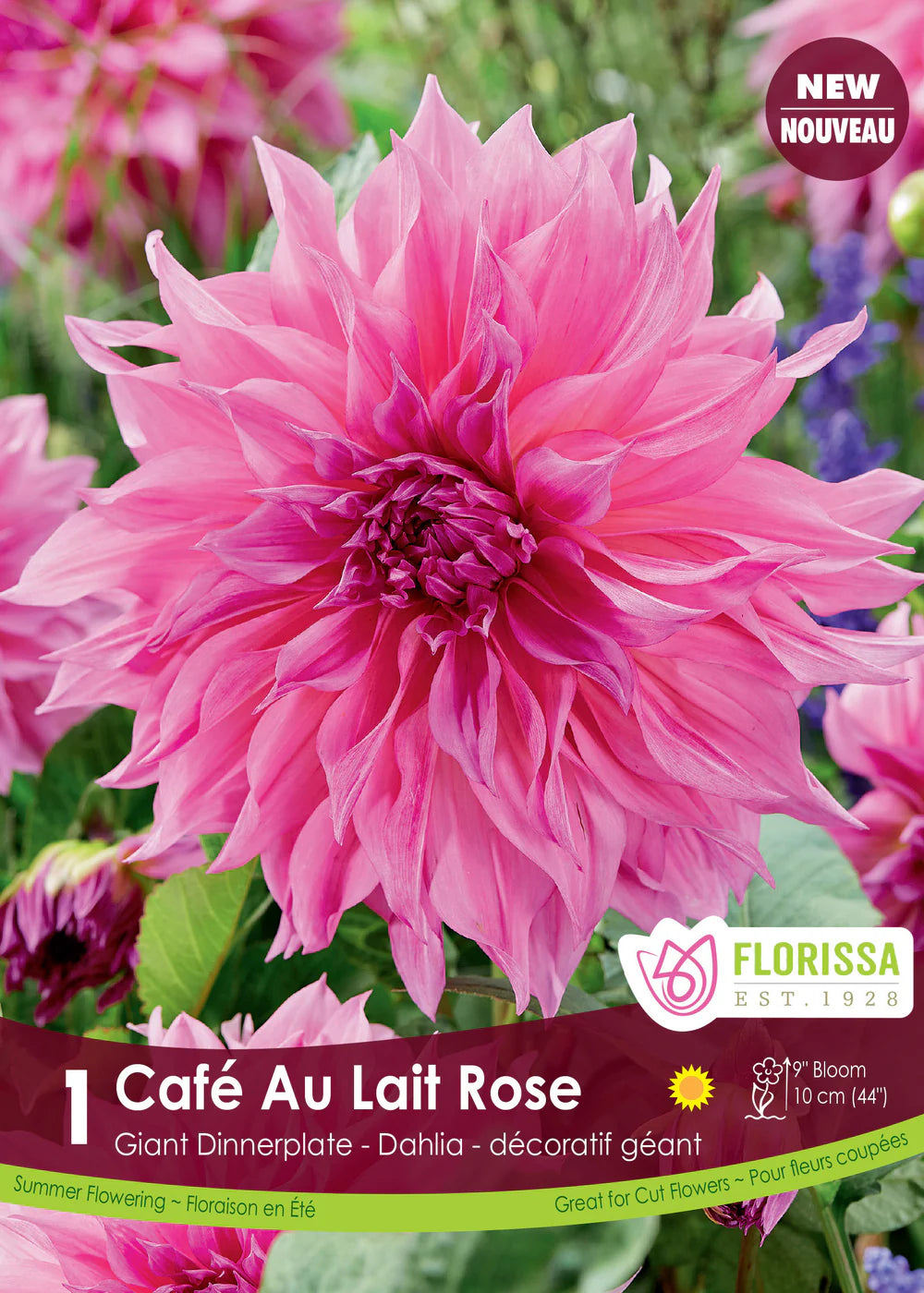 Cafe au Lait Rose Dinnerplate Dahlia