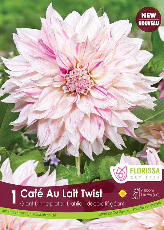 Café au Lait Twist Assiette Dahlia