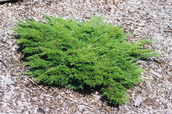 Calgary Carpet Savin Juniper