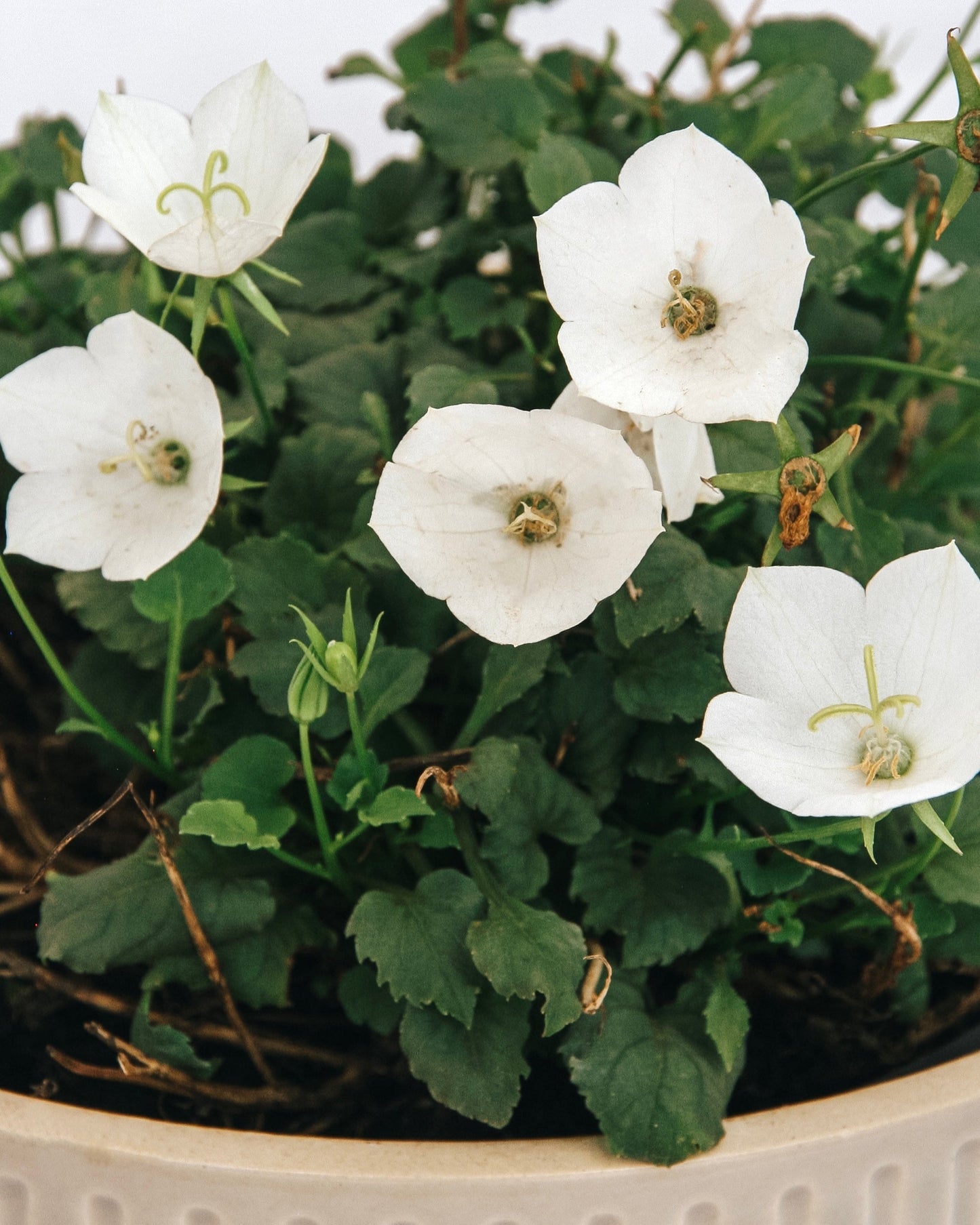 Carpathian Bellflower - Pearl White