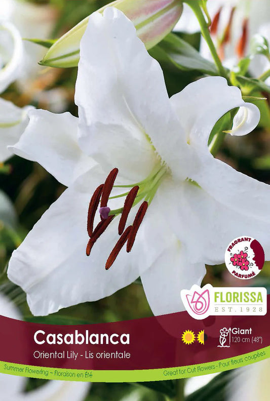 Casablanca Oriental Lily