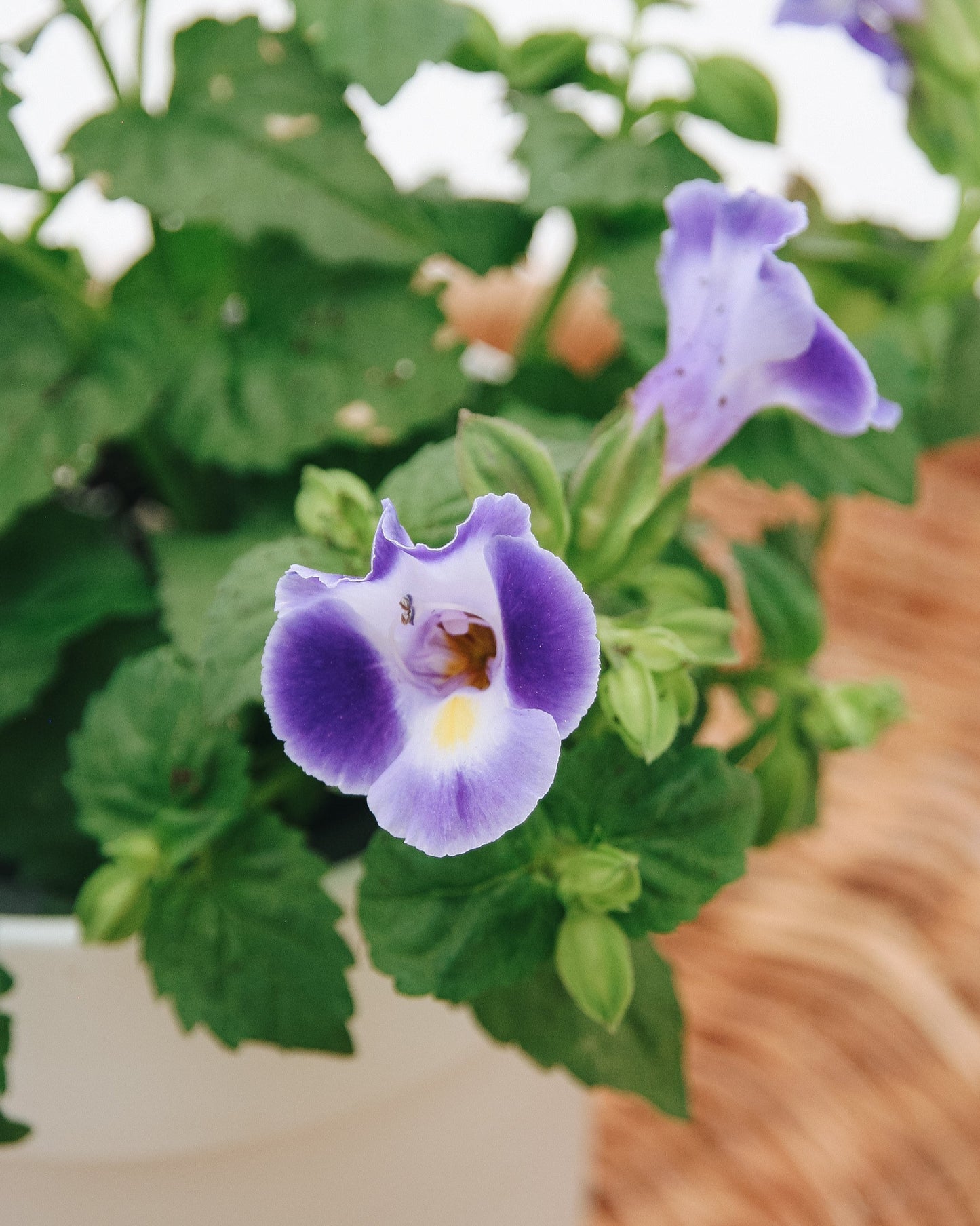 Torenia Catalina Bleu Nuit