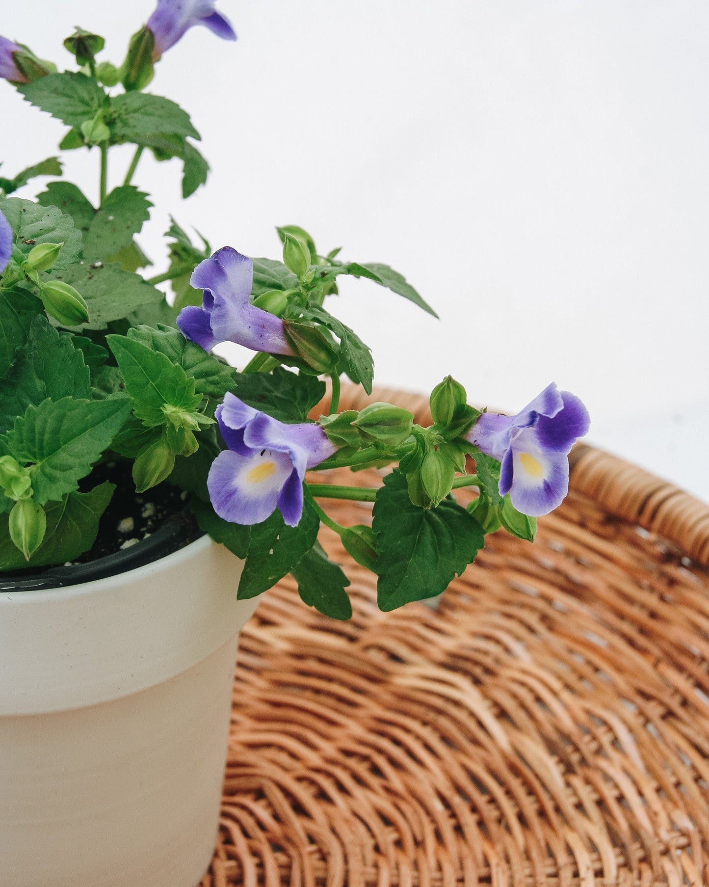 Torenia Catalina Bleu Nuit