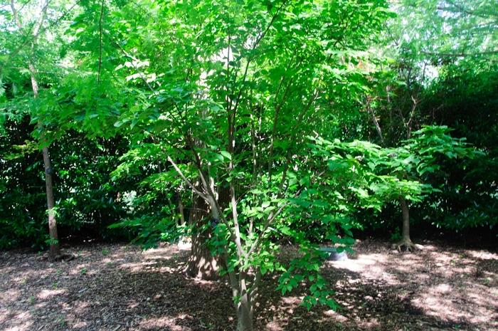 Chinese Kousa Dogwood