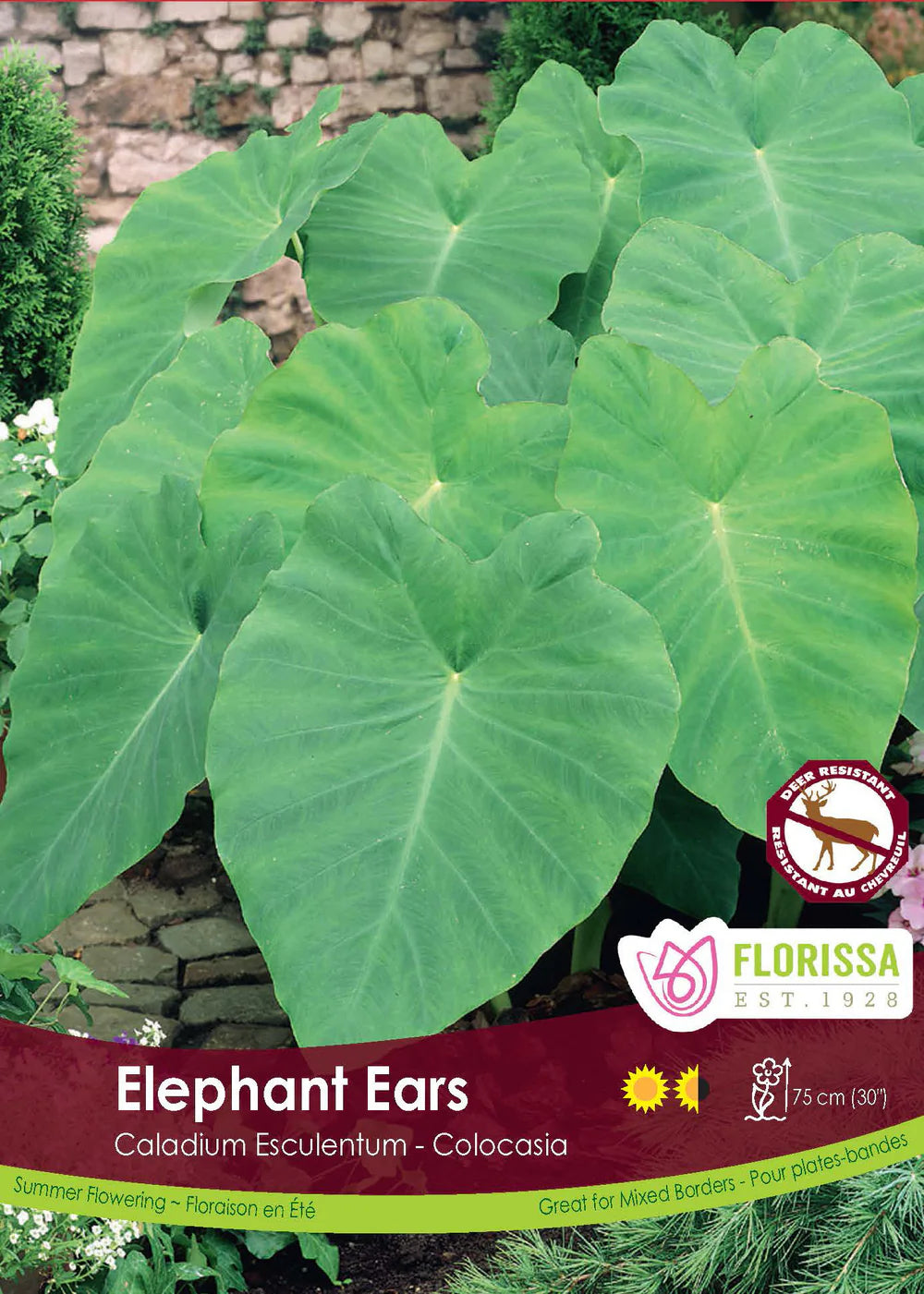 Colocasia Elephant Ears