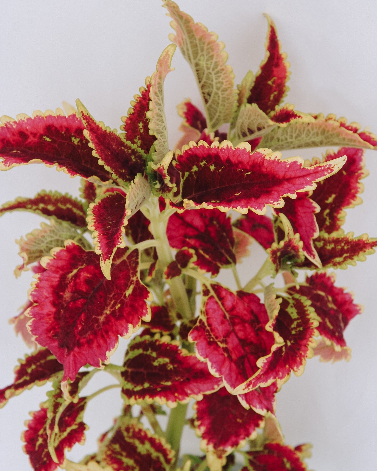 Coleus ColorBlaze El Brighto