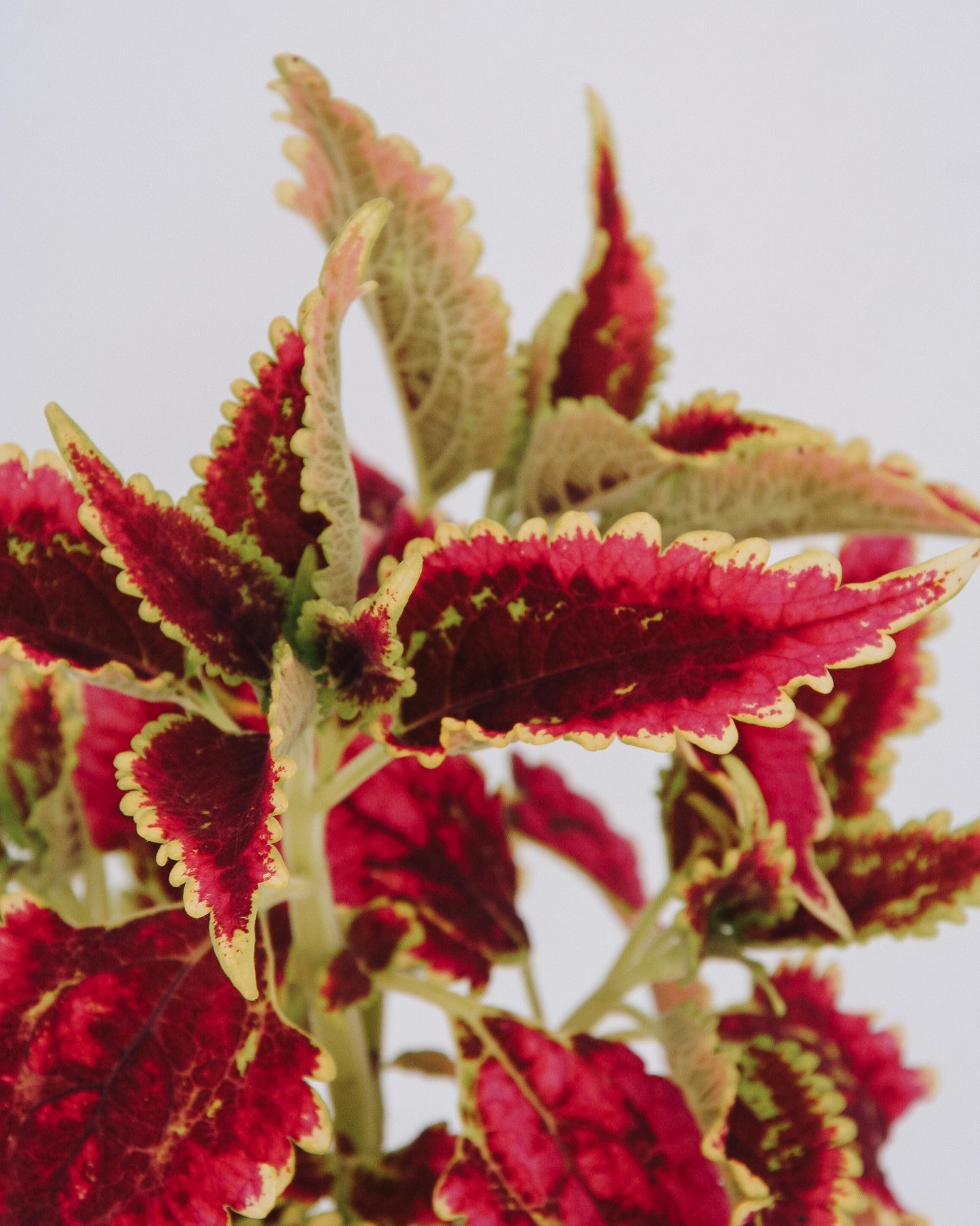 Coleus ColorBlaze El Brighto