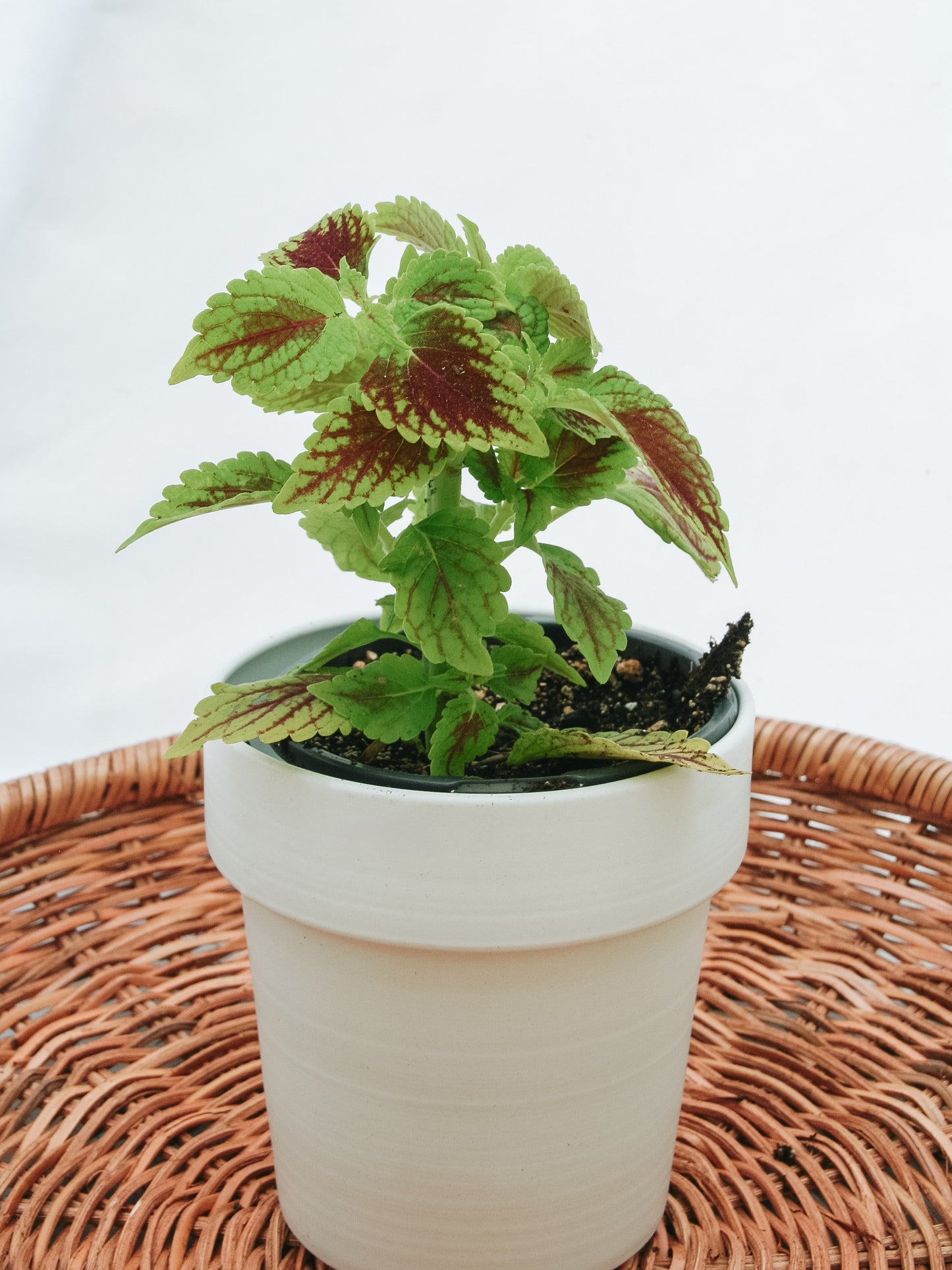 Coleus ColorBlaze Rêves d'or